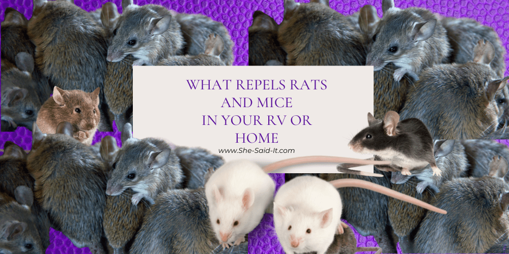 how to repel rats and mice